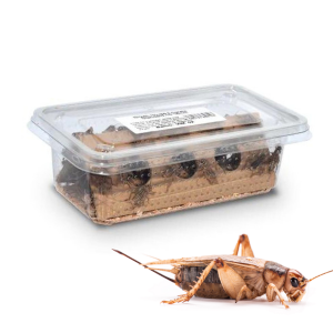 Live Crickets, Next-Day UK Delivery