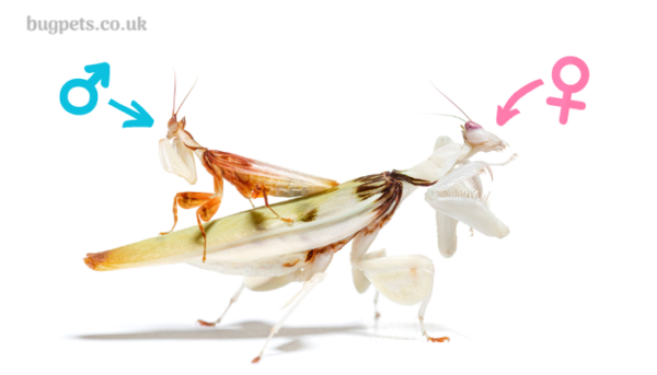 Buying And Caring For A Pet Praying Mantis | Bug Pets LTD