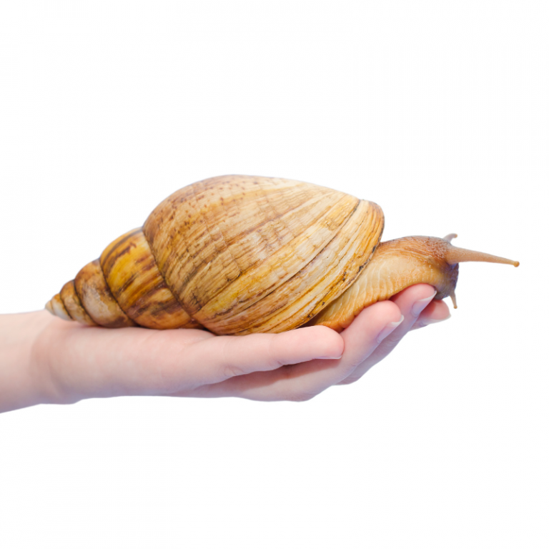 Jadatzi Giant African Land Snail Achatina Fulica Bug Pets LTD jadatzi-giant-african-land-snail-achatina-fulica-bug-pets-ltd