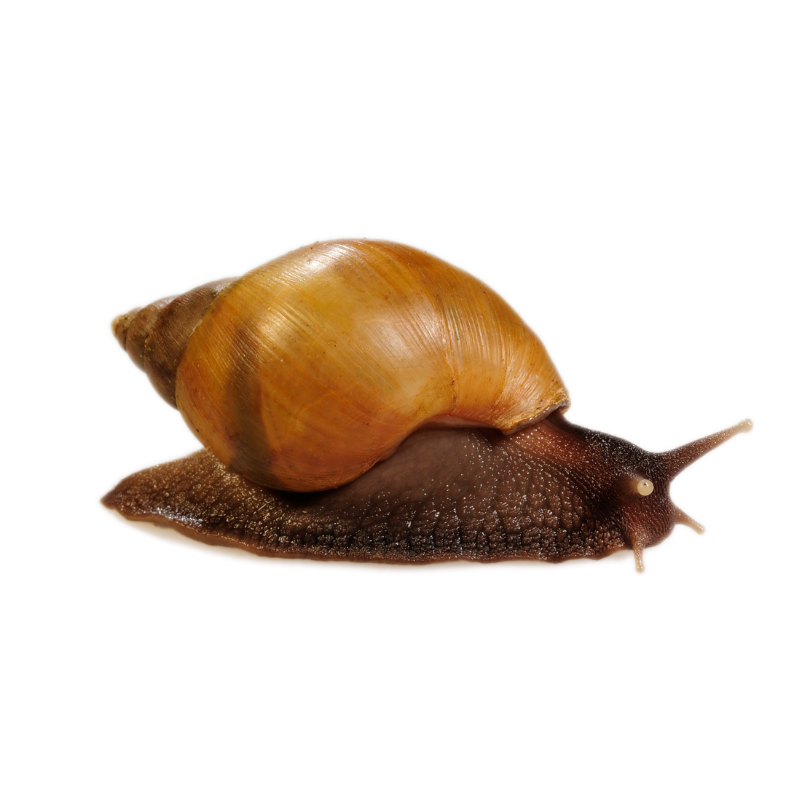 Rodatzi Giant African Land Snail, Achatina Fulica | Bug Pets LTD