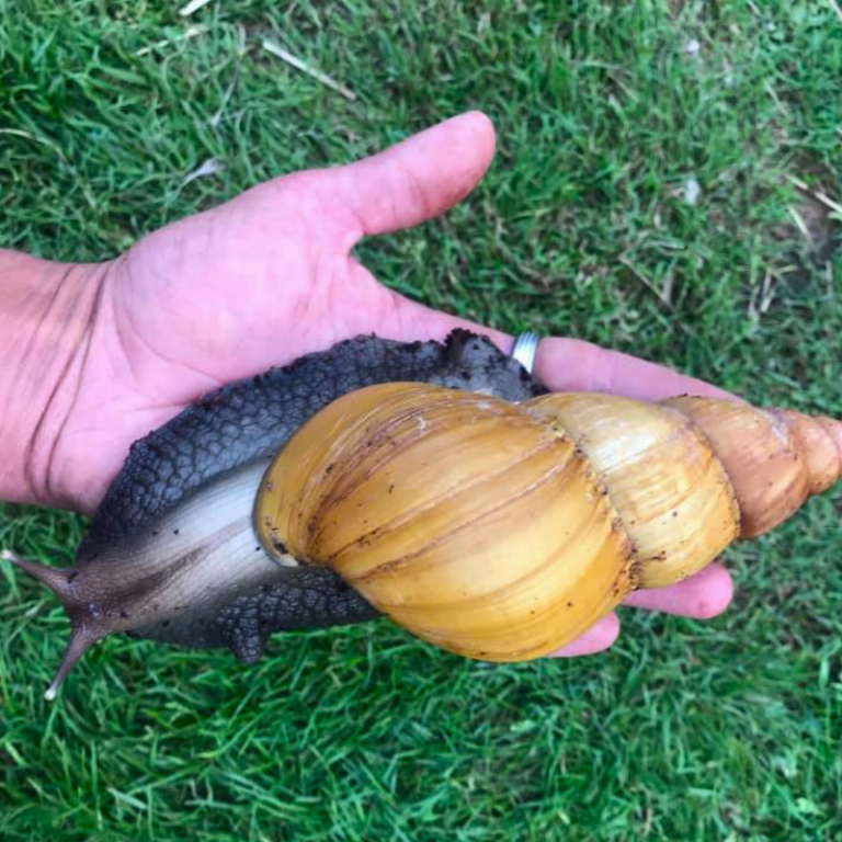 Rodatzi Giant African Land Snail Achatina Fulica Bug Pets LTD rodatzi-giant-african-land-snail-achatina-fulica-bug-pets-ltd