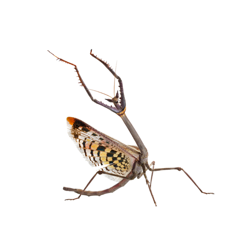 Pet Praying Mantis | Next-Day UK Delivery | Bug Pets LTD