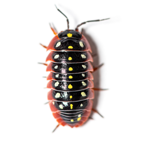 5x Clown Isopod, Armadillidium Klugii | Bug Pets LTD