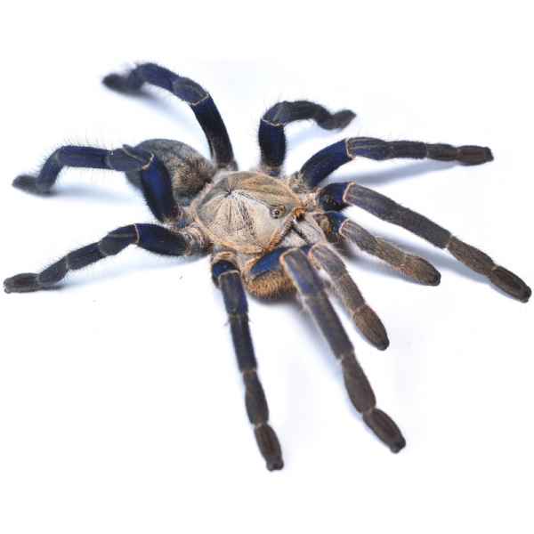 Cobalt Blue Tarantula, Cyriopagopus Lividus Bug Pets LTD