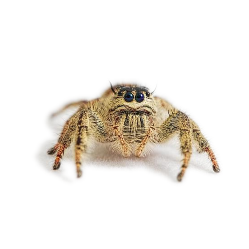 Giant Jumping Spider, Hyllus Giganteus Bug Pets LTD