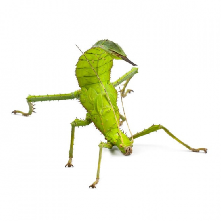 Stick & Leaf Insects | Next-Day UK Delivery | Bug Pets LTD