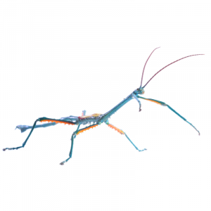 Fallax Stick Insect Metallic Stick Insect, Achrioptera Fallax | Bug Pets LTD
