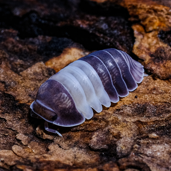 5x Panda King Isopod, Cubaris Sp. | Bug Pets LTD