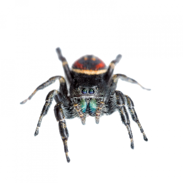 Pet Jumping Spiders Next Day UK Delivery Bug Pets LTD LTD Pet Jumping Spiders Next Day UK Delivery Bug Pets LTD LTD