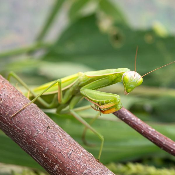 Giant African Mantis, Sphrodomantis Lineola | Bug Pets LTD