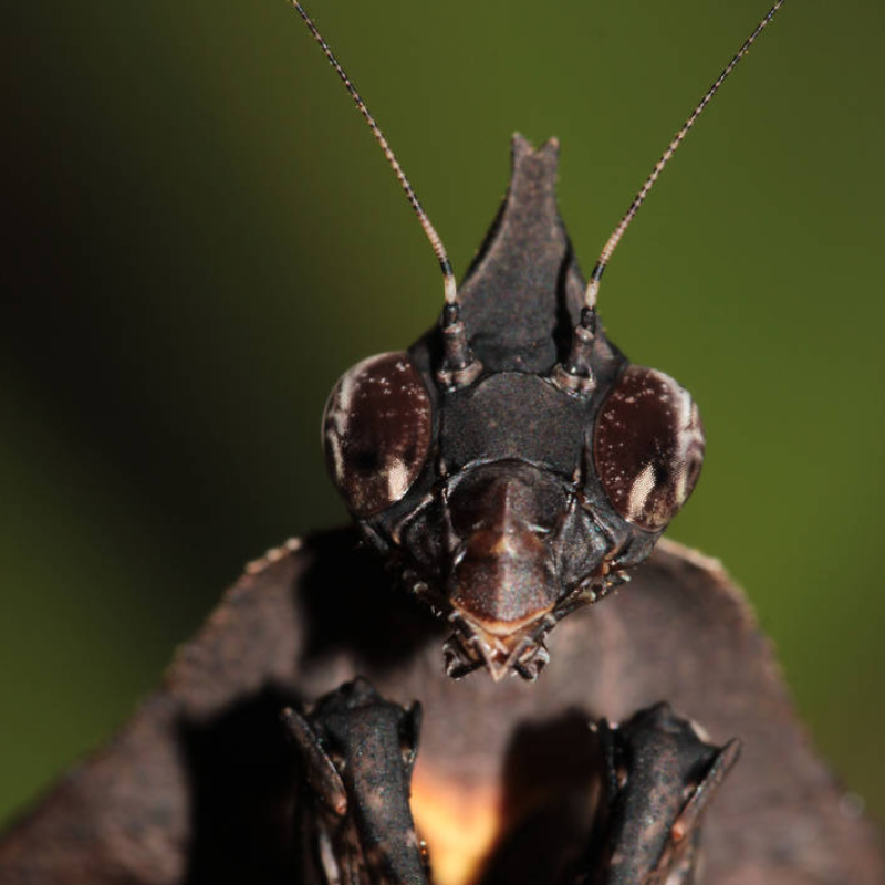 Darth Vader Mantis, Parablepharis Kuhlii Bug Pets LTD