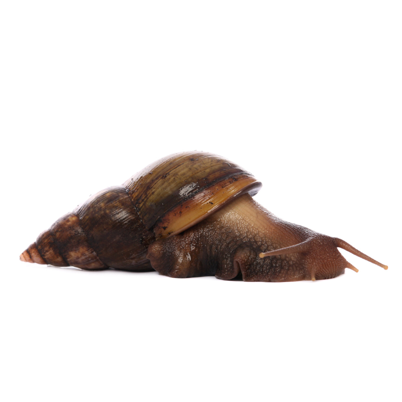 Giant African Land Snail, Achatina Fulica | Bug Pets LTD