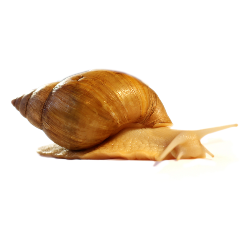 Giant African Land Snail Food Bug Pets LTD