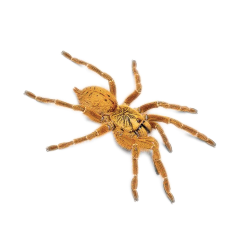 Asian Fawn Tarantula, Chilobrachys Huahini Bug Pets LTD