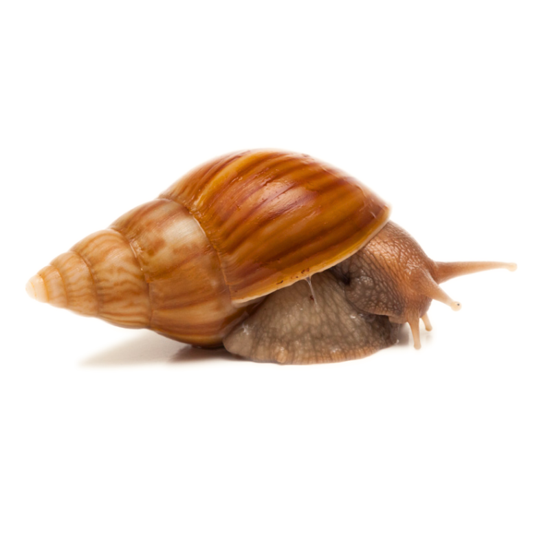 Caramel Giant African Land Snail Achatina Fulica 'Madagascar' | Bug ...