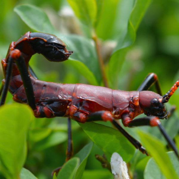 Red & Black Stick Insect, Autolyda Herculeana | Bug Pets LTD