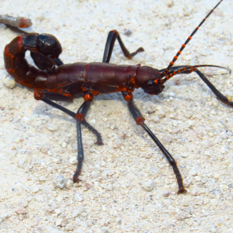 Red & Black Stick Insect, Autolyda Herculeana | Bug Pets LTD