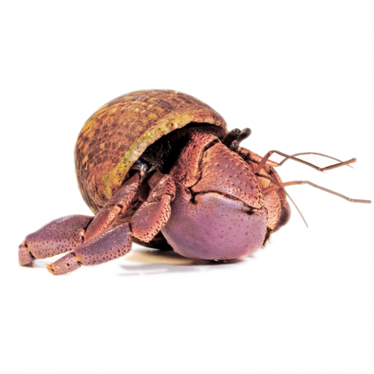 Pet Hermit Crabs NextDay UK Delivery Bug Pets LTD LTD