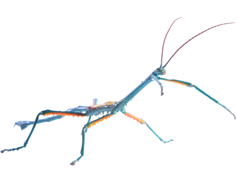 Stick & Leaf Insects NextDay UK Delivery Bug Pets LTD
