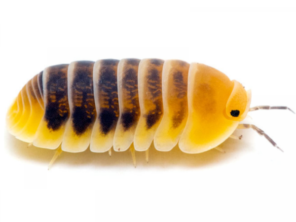 Pet Isopods | Next-Day UK Delivery | Bug Pets LTD LTD