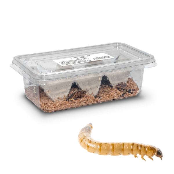 Le mélange surgelé multi-insectes de Livefood Warehouse