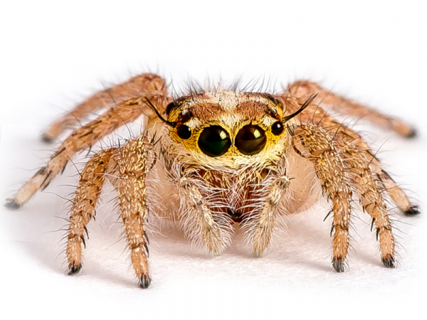 Jumping Spider Setups Next Day UK Delivery Bug Pets LTD Jumping Spider Setups Next Day UK Delivery Bug Pets LTD