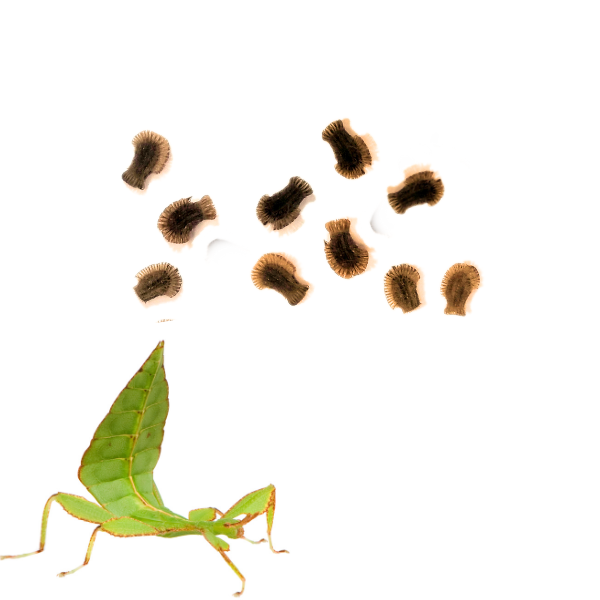 Leaf Insect Eggs X10 Bug Pets LTD