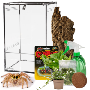 Jumping Spider Setups | Next-Day UK Delivery | Bug Pets LTD