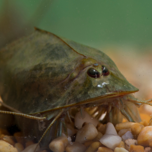 Triops King Triops Cancriformis Duitsland kweekaanzet met ca. 500 oertijdkreeft-eieren/cysten Duitsland - Kweek je eigen oertijdkreeften bij je thuis in het aquarium