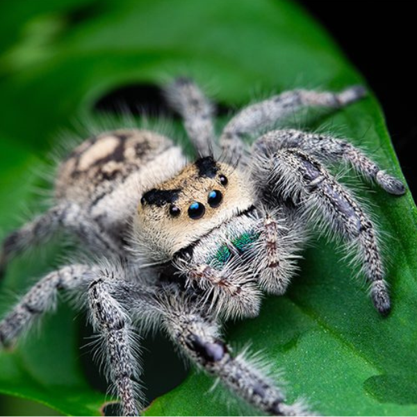 ‘Marion County’ Regal Jumping Spider, Phidippus Regius Bug Pets LTD