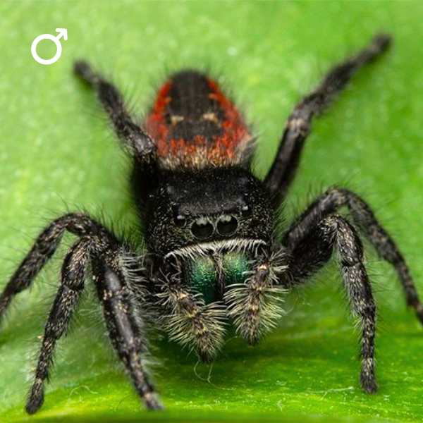 Aurora Borealis Jumping Spider, Phidippus Borealis Bug Pets LTD