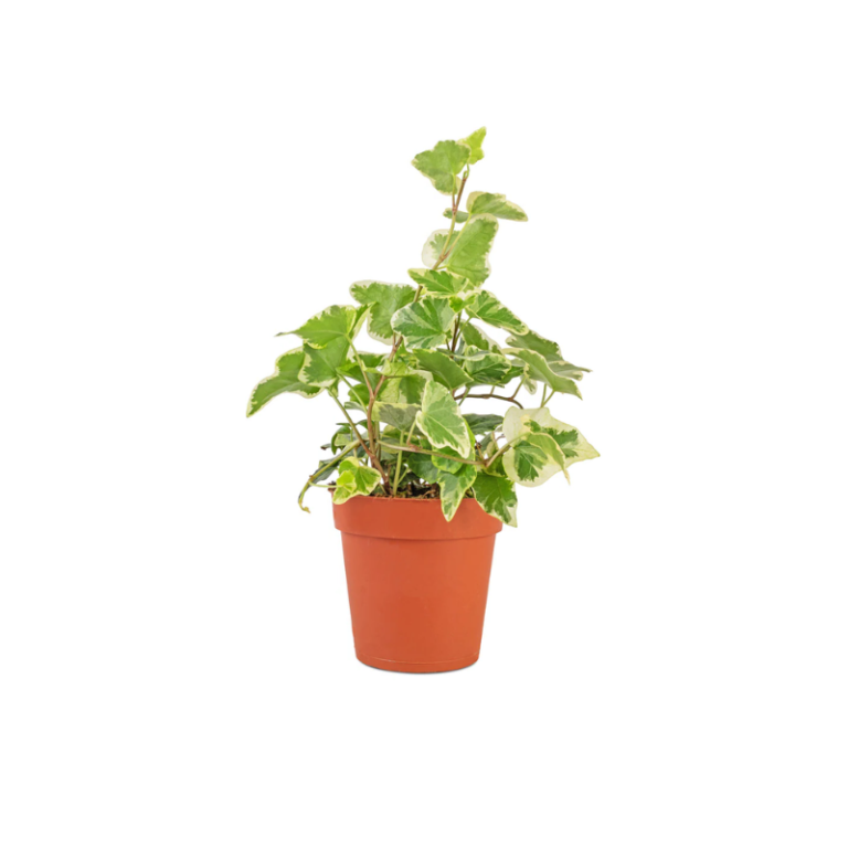 Ivy Plant Bug Pets LTD