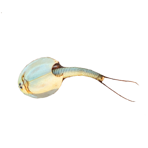 Triops Australiensis, 50 Eggs Bug Pets LTD