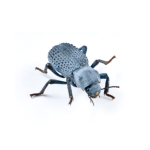 Illustration of Selling Blue Death S Head Crickets As Pets