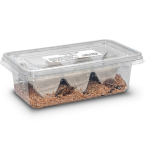 Stick Insect Setup | Bug Pets LTD
