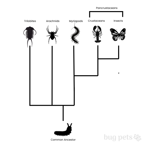 Where Bugs Came From - The Evolution Of Insects, Arachnids, And ...